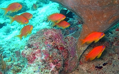 IMG_0213rf_Maldives_Madoogali_Plongee 1_House reef_Barbier rouge a queue de lyre_Pseudanthias Squamipinnis